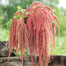 100+ Amaranth Coral Fountain seeds 