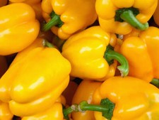 Golden Cal Wonder Bell Pepper Seeds 50 Yellow Sweet Vegetable USA FREE SHIPPING