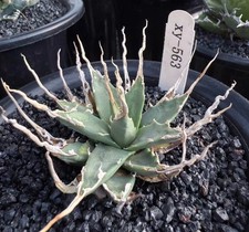 Rara Agave di Cactus utahensis var. eborispina WYSIWYG decorazione boutique autoradicata