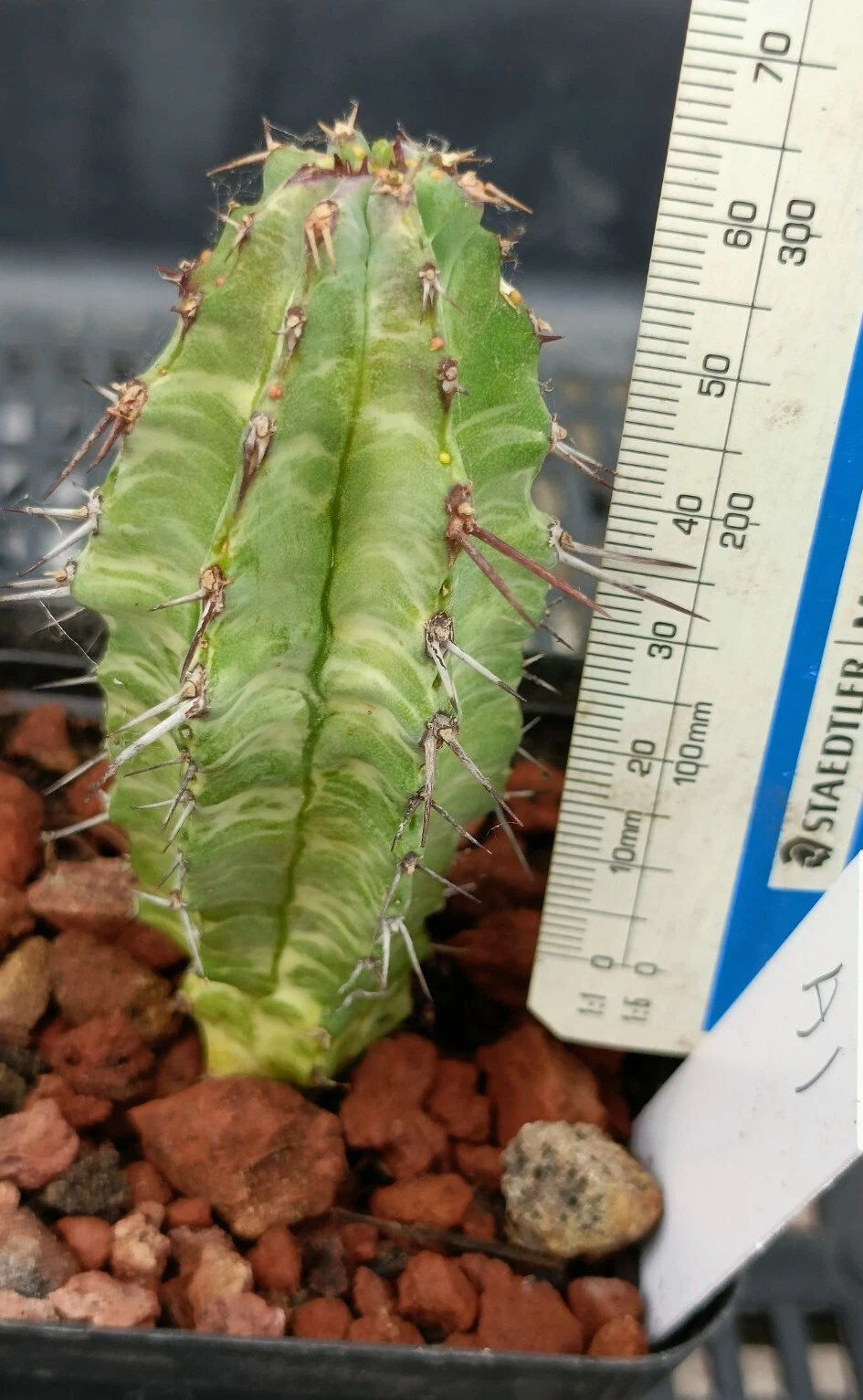 aloe Variegated rare plant
Opens in a new window or tab