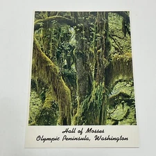 Postcard Hall Of Mosses Rain Forest Olympic Peninsula Washington Unposted WA