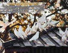 100Pcs Pigeon Leg Rings 2025 Multicolor Aluminium Pigeon Rings Dove Leg Rings...