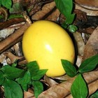 Passiflora Edulis v. Flavicarpa, yellow granadilla EDIBLE passion fruit 10 SEEDS