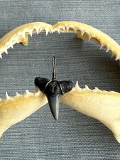 SHARK TOOTH PENDANT..fossilized 7/8 inch upper Lemon from Venice Florida.