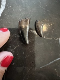 (2) Small Nanotyrannus Teeth dinosaur fossil