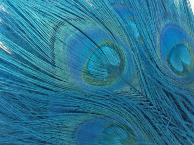 Peacock Eye Feather Stems Dyed Turquoise - 14-15'' - 10 Pcs.  Excellent Quality  