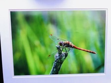 Original Fine Art Foto von Mike Challenger ARPS, Common Darter