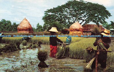 R490889 Thailand Nakorn Chaisri Entwurzel Reissamen Thailand Soma Nimit Nr 260