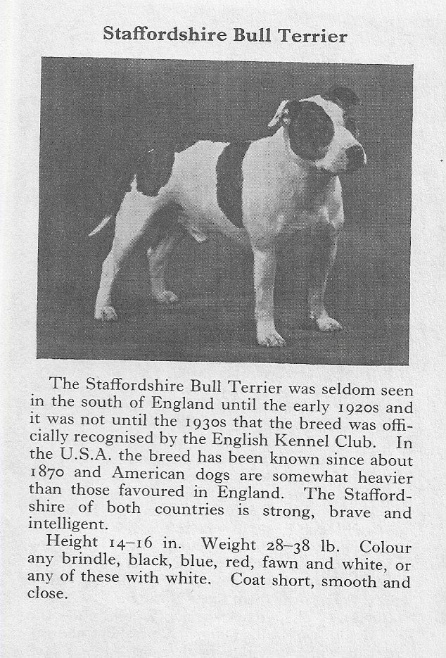 Staffordshire Bull Terrier 1970 Vintage Dog Art Photo Print
