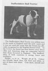 Staffordshire Bull Terrier - 1970 Vintage Dog Art Photo Print - Matted Gift