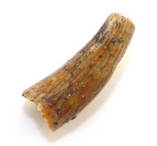Fossil crocodile tooth uzbekistan
