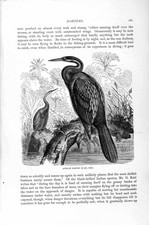 Old Antique Print Natural History 1895 African Darter Birds River Trees 19th
