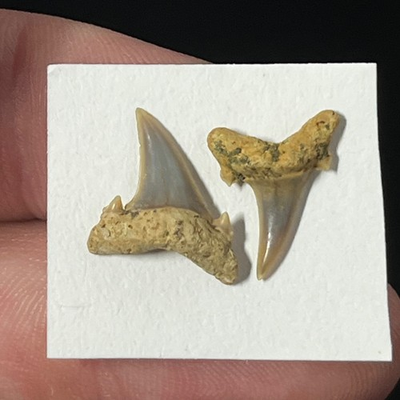 #ad #ad Extinct Sand Tiger Shark Tooth Jaekelotodus Trigonalis .58quot; amp; .61quot; Fossil $16.92