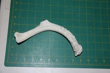 Medium Straight Deer Antler Dog Chew #13 / bone chews deer elk treats deer 813