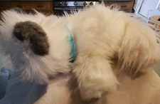 Little Live Pets White Cat  Grey Ears Fluffy White Coat