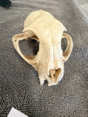 Oregon Bobcat Upper Half Skull Real Bone Taxidermy Oddities Predator Display