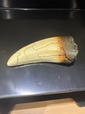 TYRANNOSAURUS TOOTH REPLICA FOSSIL T-REX