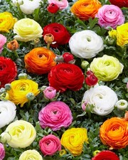 Mixed Peony Ranunculus Bulbs, 12 Large Size Corms, Multi-Color Blooms