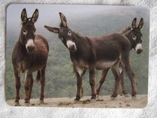 DONKEY SWAP CARD~MODERN NEW~SWEET TRIO OF DARK BROWN DONKEYS#95