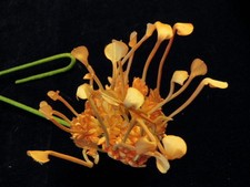 Vintage Millinery Flower 5" Peach Organdy Wild Versatile KY6 Hat Wedding or Hair