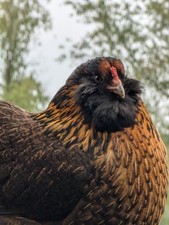 6 Easter Eggers/Olive Egger mixed eggs. Green and Blues.
