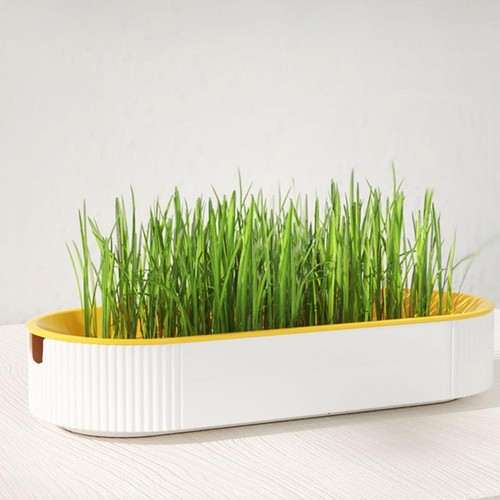 Cat Grass Planting Box Plant Growing Kit Hydroponic Soil-Free Planter. B0B0 - Picture 10 of 14