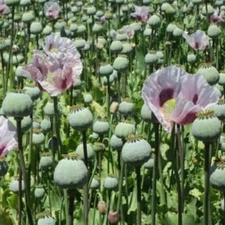 Over 20,000 Stratified Tasmanian Papavaer Somniferum Poppy Seeds for Planting