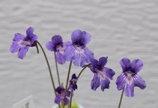 Pinguicula grandiflora ssp. grandiflora - Temperate Butterwort - gemmae
