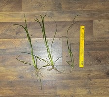 Jungle Vallisneria Aquatic Aquarium Plant 3 For 12
