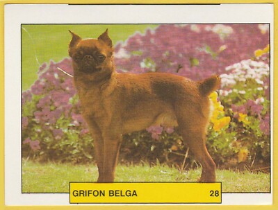 Hunde - Spanische Sammelkarten Aufkleber um 1981 Merchante #28 Brüssel Griffon