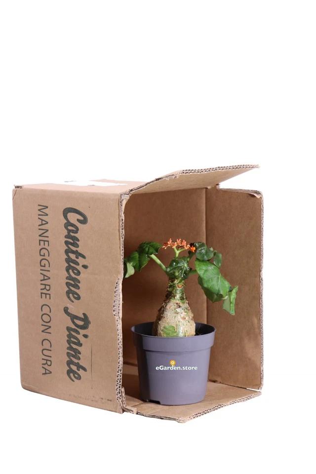 Pianta di Jatropha Podagrica vera succulenta ornamentale da arredo interno - Immagine 3 di 3