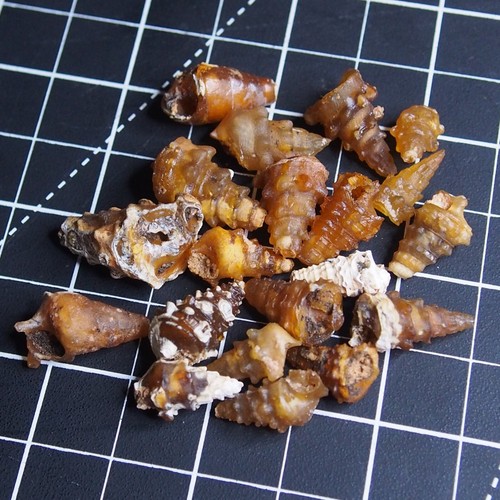 20pcs 27gr Gastropod Transparent Fossil Chalcedony Agate lot Jurassic 1202