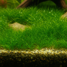 Dwarf Hairgrass Mini  Aquarium Plants Factory 