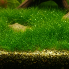 Dwarf Hairgrass Mini | Aquarium Plants Factory®