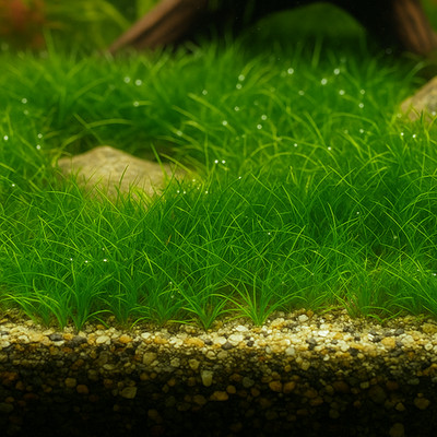 Dwarf Hairgrass Mini | Aquarium Plants Factory 