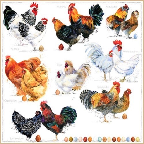 4 x Lunch Napkins/33cm/3Ply/Decoupage/Birds/Chicken/Hen/Assorted Chickens