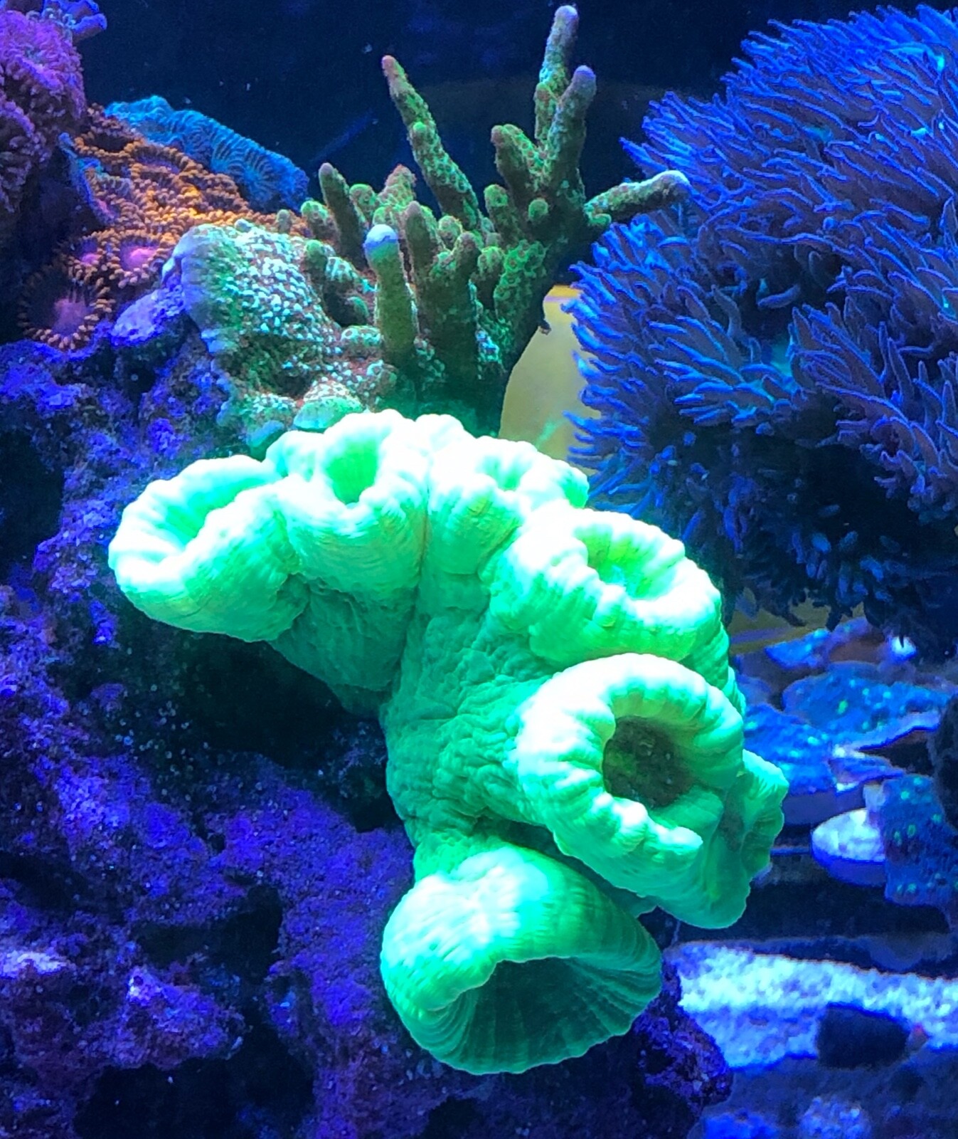 live coral KRYPTONITE Neon Green Candy Cane One head "coralSLover" eBay