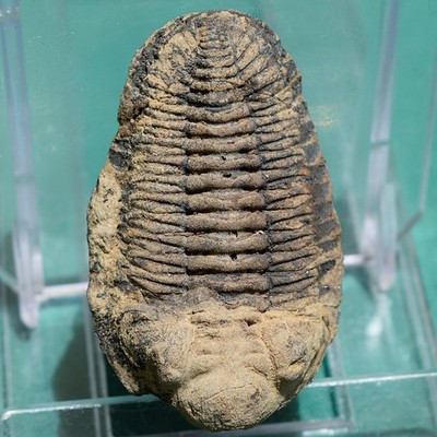 Trilobite, Eldredgeia venustus: Bolivia devonian trilobite fossil
