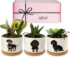 Dachshund Gifts for Women - Perfect for Birthday or Christmas, Our Weiner Dog Su