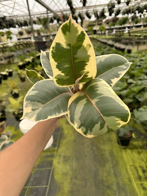 6  Ficus  Tineke 