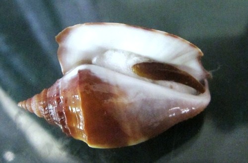 Strombus Bulla 54,9 mm F++ labio delgado, PERO apertura blanca color de cuerpo oscuro - Imagen 1 de 7