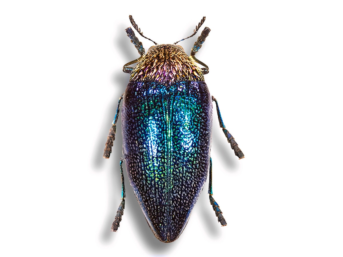 WOW Real Sternocera pulchra African Jewel Beetle Insect Unmounted