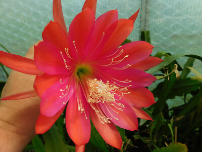 Epiphyllum Blattkakteen Hybride '' Desert Sunrise ''
