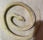 Bright Colored Rubber Snake — photo 2
