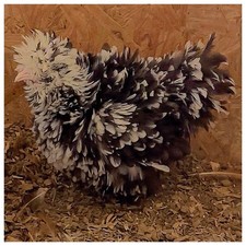 3 Mottled Silkie Chicken Hatching Eggs NPIP Certified 