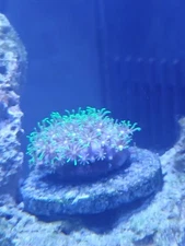 Green Star Polyp 1 Inch Frag FREE 2 DAY SHIPPING
