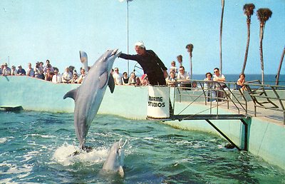Alte Postkarte - Feeding time at Marine Studios - Marineland