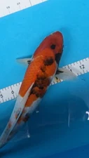 12in SHOWA Japanese Koi Live Imported KoiGazer