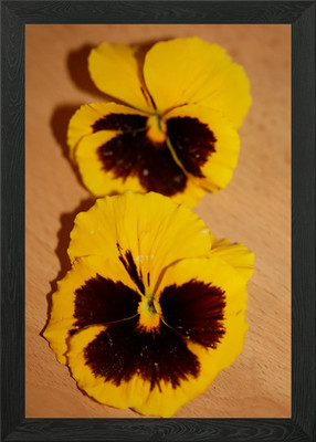 Viola Blume Hintergrund Gerahmtes Wandbild Poster Leinwanddruck Bild