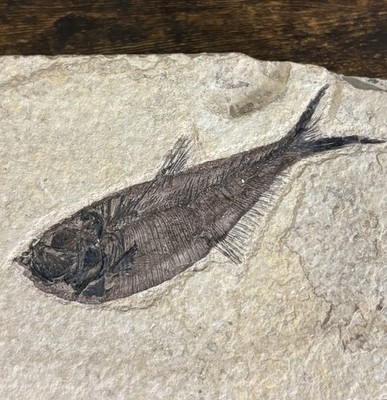 Authentic Diplomystus Fossil Fish Plate 50 Million Yr Old Green River WY